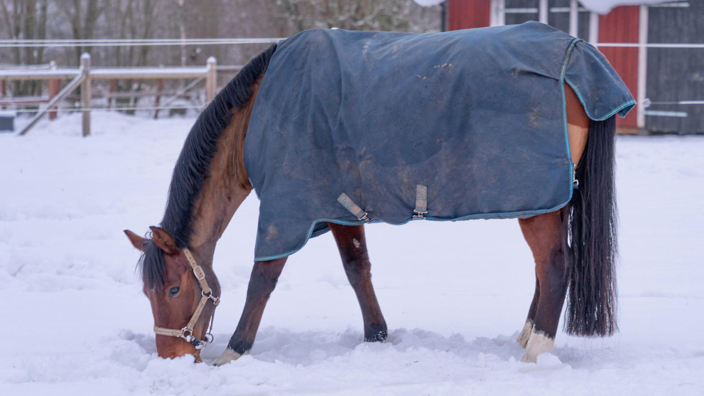 Texas Winter Horse Care Bundle: turnout blanket, stable sheet, and fly mask — Ranchline Ranch Supply