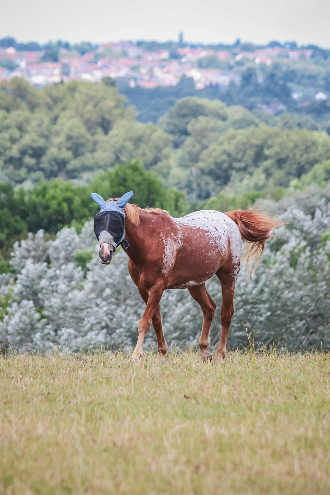Horse in summer turnout wearing fly protection