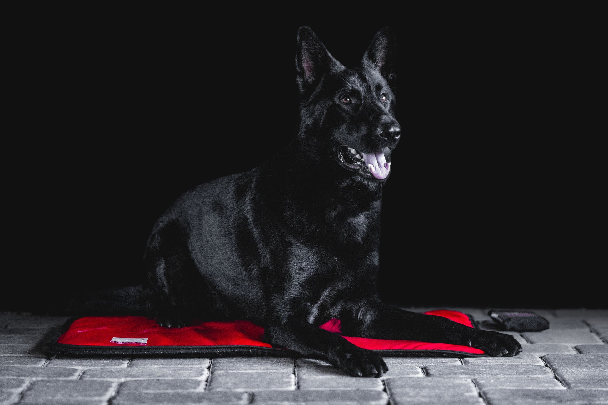 Sport Innovations MagMini PEMF dog mat