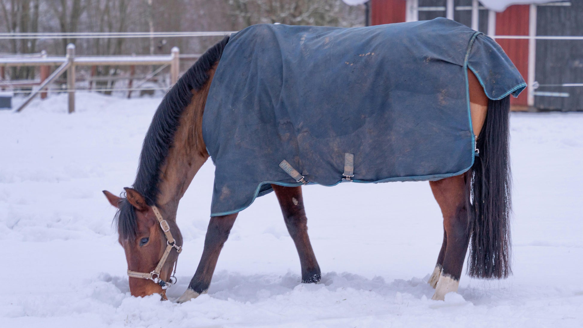 Texas Winter Horse Care Bundle: turnout blanket, stable sheet, and fly mask — Ranchline Ranch Supply