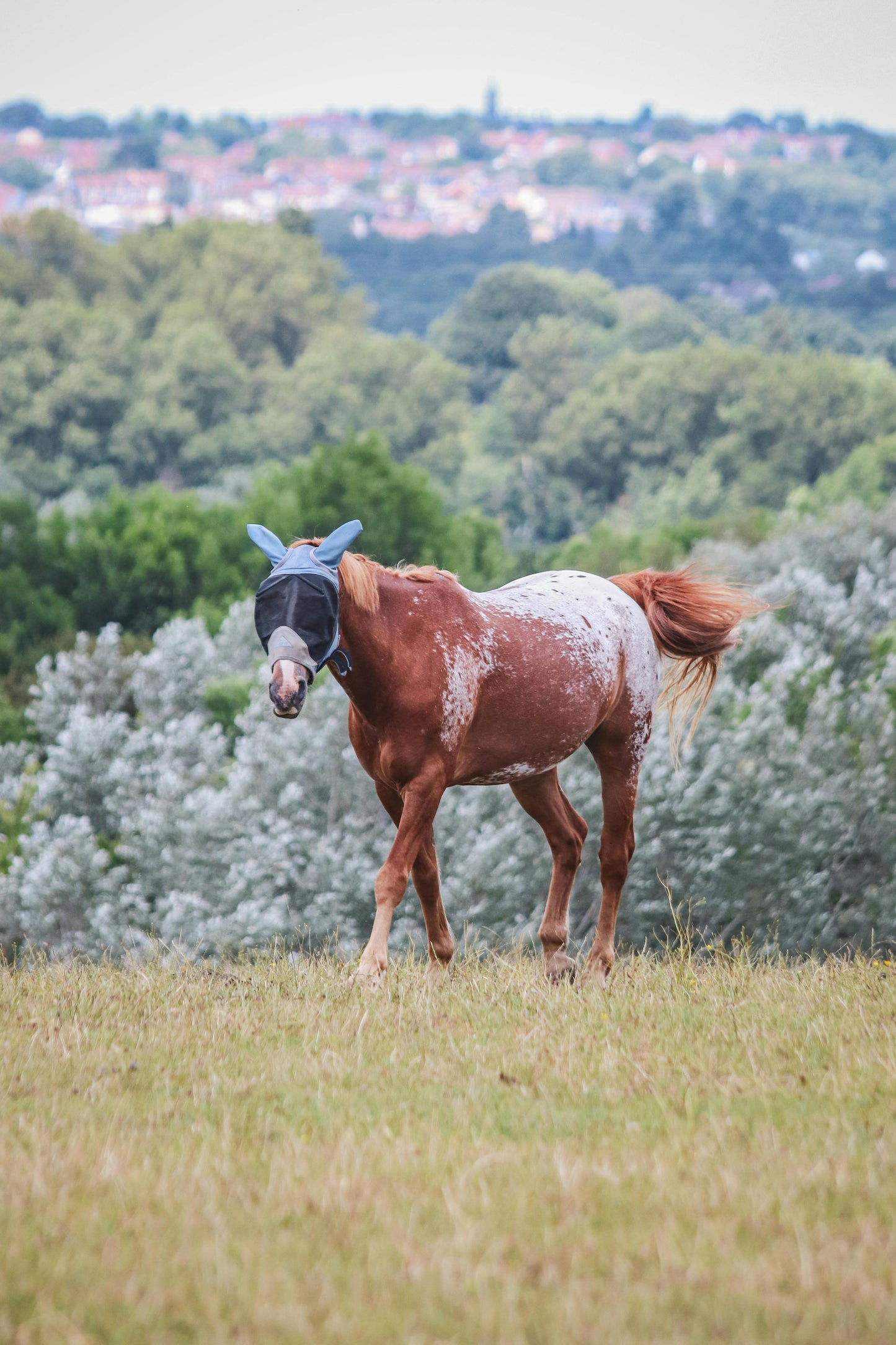 Texas Fly Season Protection Bundle: fly sheet, fly mask, and coat spray — Ranchline Ranch Supply